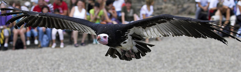 Geier im Tief-Flug