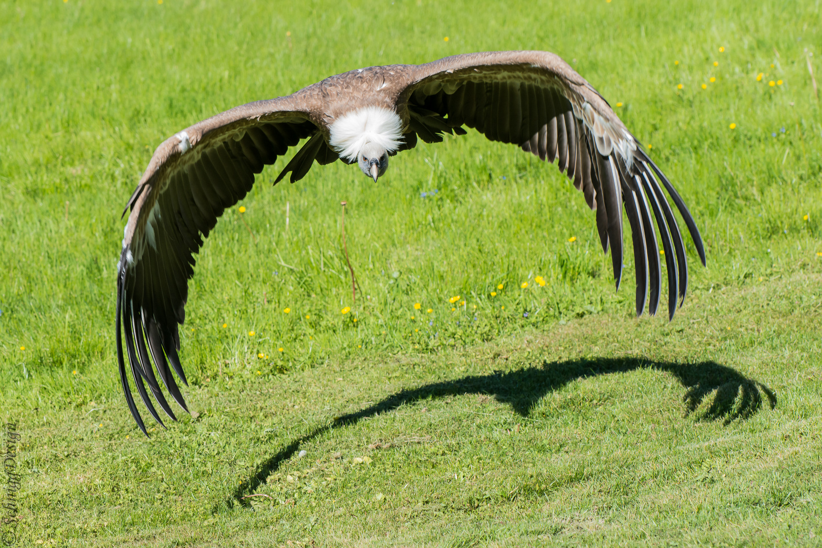 Geier im Tiefflug