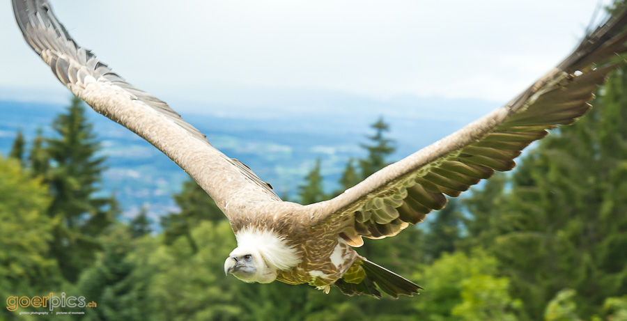 Geier im Tiefflug