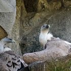 Geier im Tiergarten Berlin