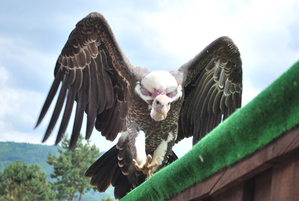 Geier im Vogelpark Steinen