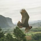 GEIER im Vorbeiflug Cuba