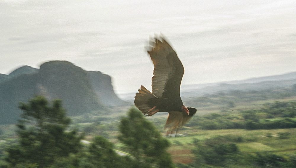 GEIER im Vorbeiflug Cuba