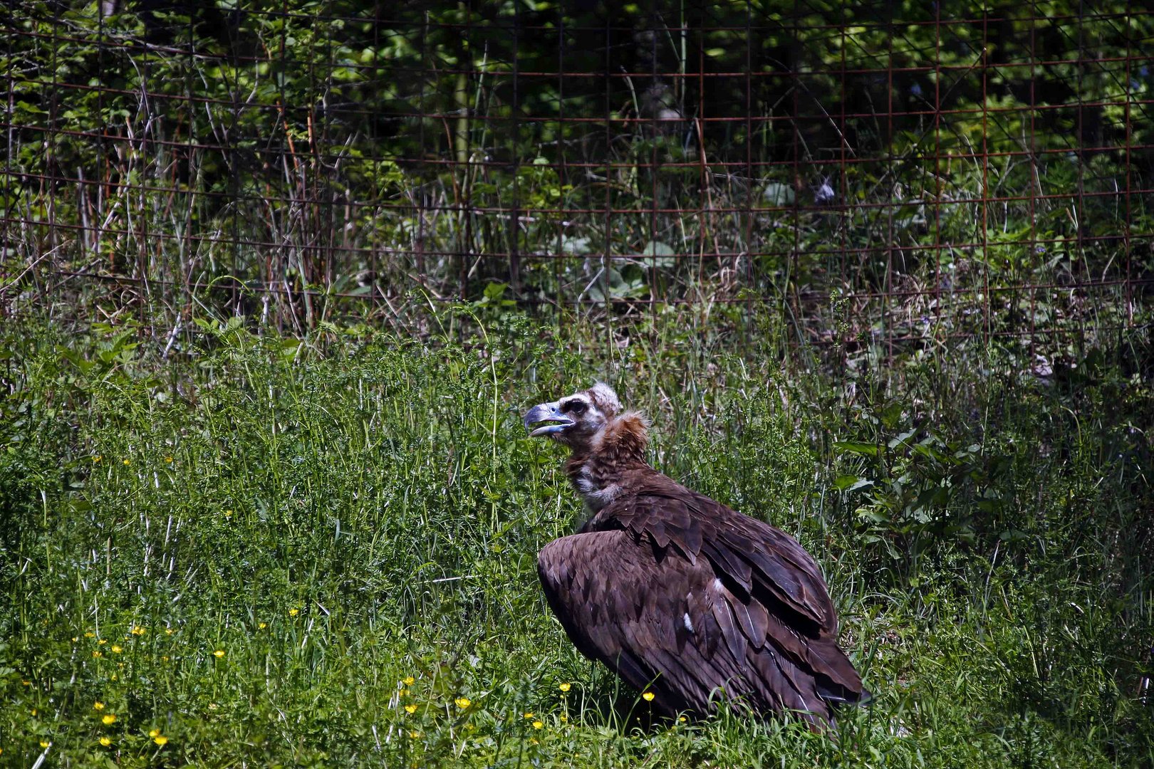 Geier im Wildpark Bad Mergentheim