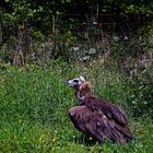 Geier im Wildpark Bad Mergentheim