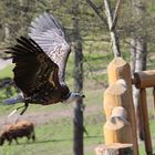 Geier im Wildpark Lüneburger Heide