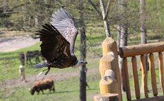 Geier im Wildpark Lüneburger Heide