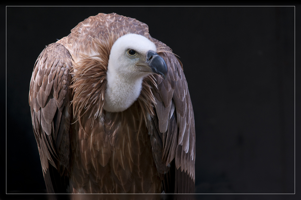 Geier im Wildpark Tambach 02