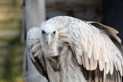 Geier im Wildpark Tambach