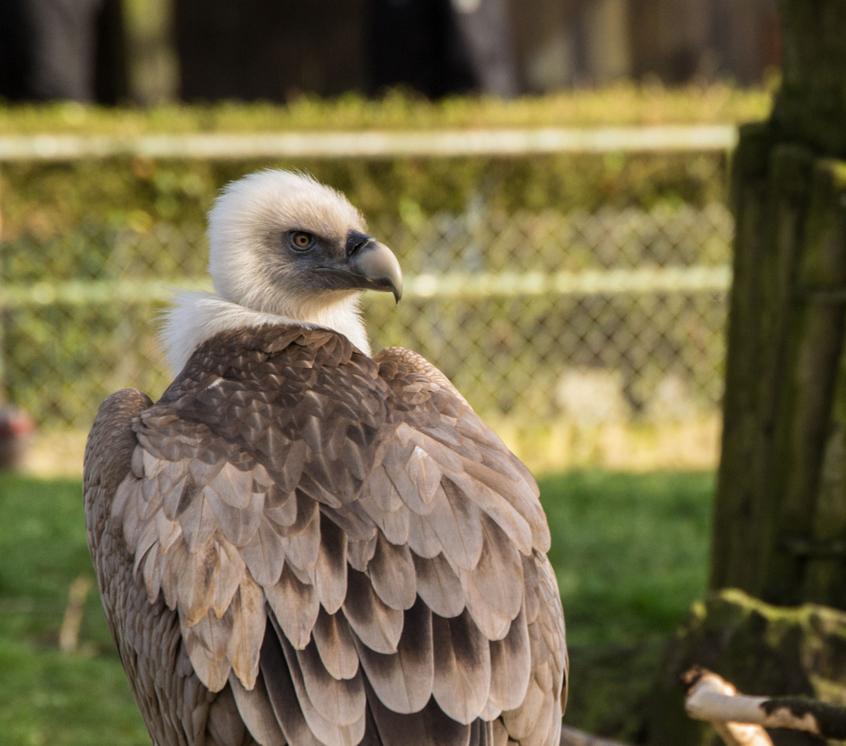 Geier im Zoo