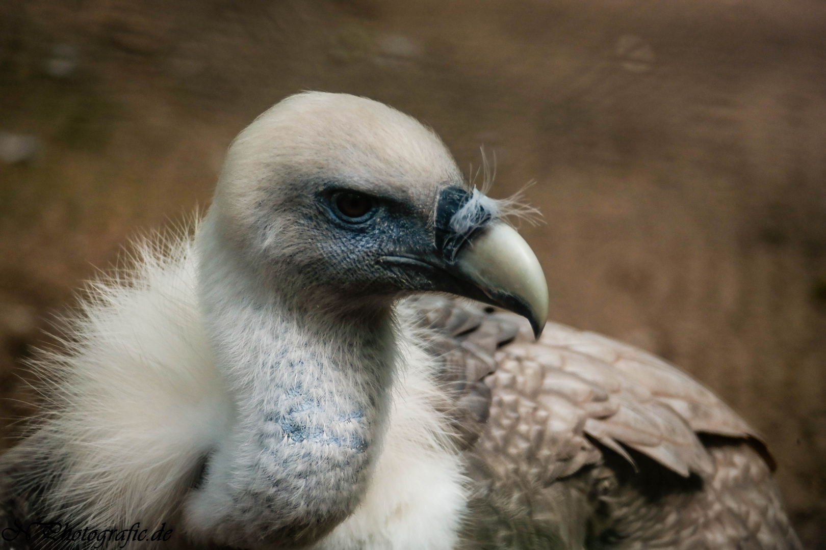 Geier im Zoo