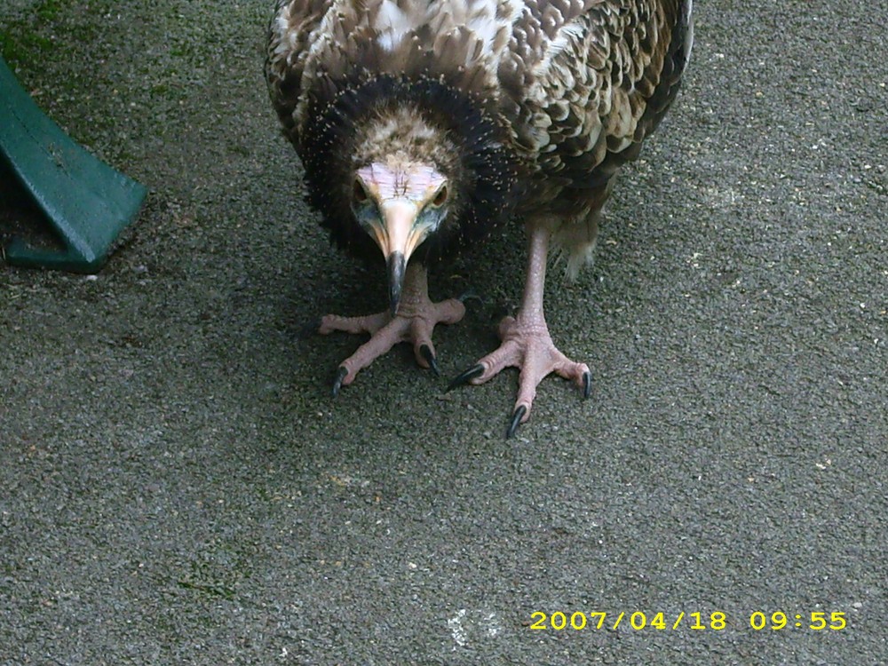 Geier im Zoo Köln