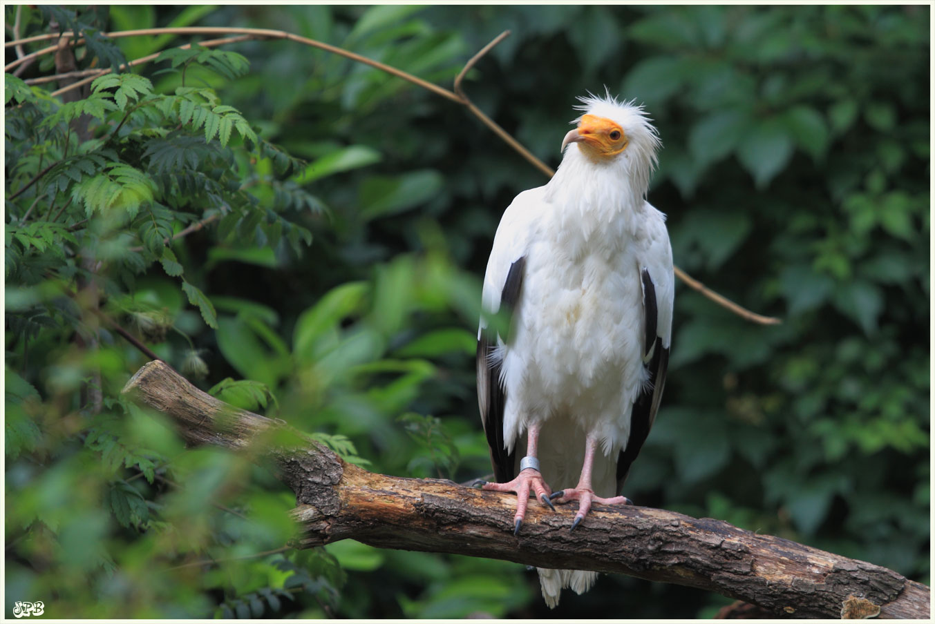 ... Geier im Zoo Köln