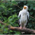 ... Geier im Zoo Köln