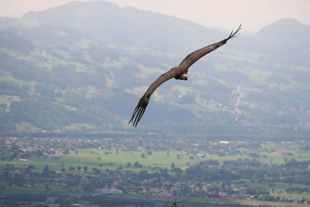 Geier in den Alpen