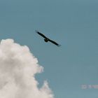 Geier in den Wolken