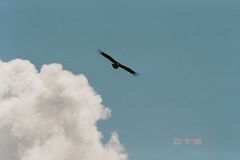 Geier in den Wolken