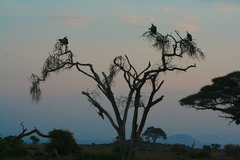 Geier in der Abenddämmerung