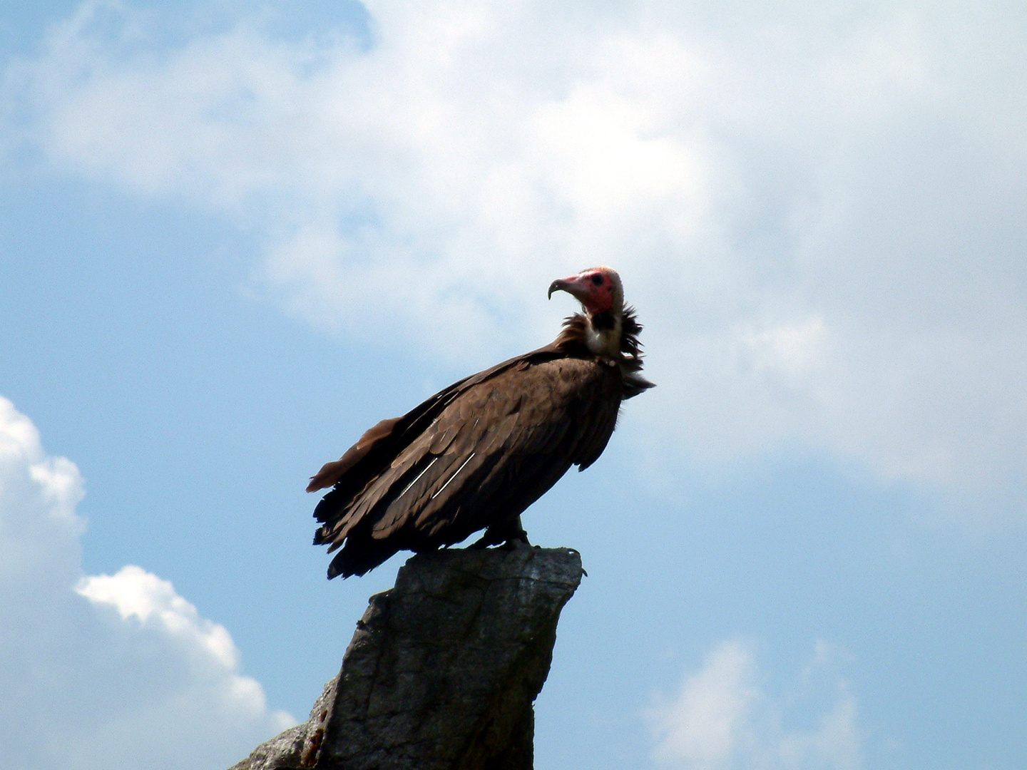 Geier in der "Adlerwarte Berlebeck"