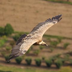 Geier in der Haute-Provence