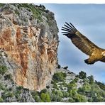 Geier in der Sierra de Grazalema