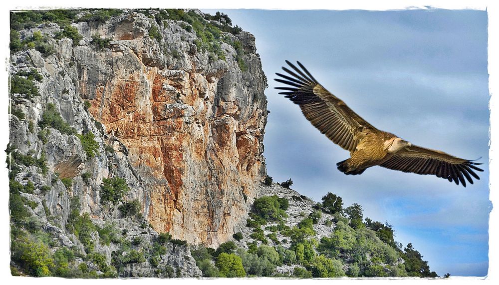 Geier in der Sierra de Grazalema