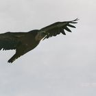 Geier in der Verdon Schlucht