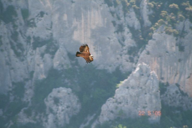 Geier in der Verdonschlucht Frankreich