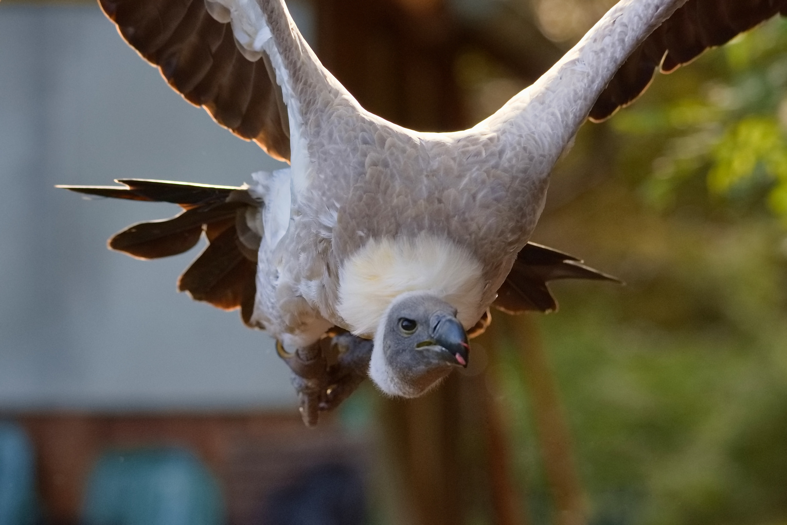 Geier Jimmy im Anflug