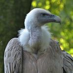 Geier mit hübschem Daunenkragen