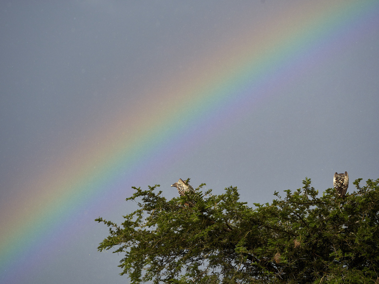 Geier mit Regenbogen