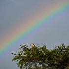 Geier mit Regenbogen