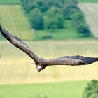 Geier ohne Sturzflug