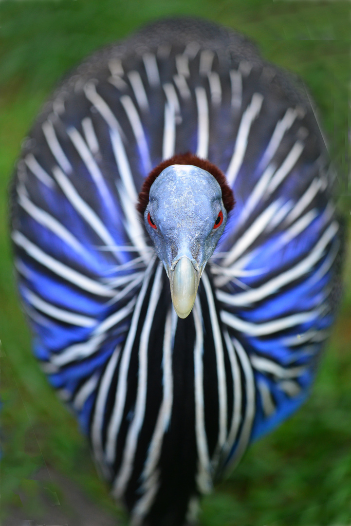 G"Eier"-Perlhuhn