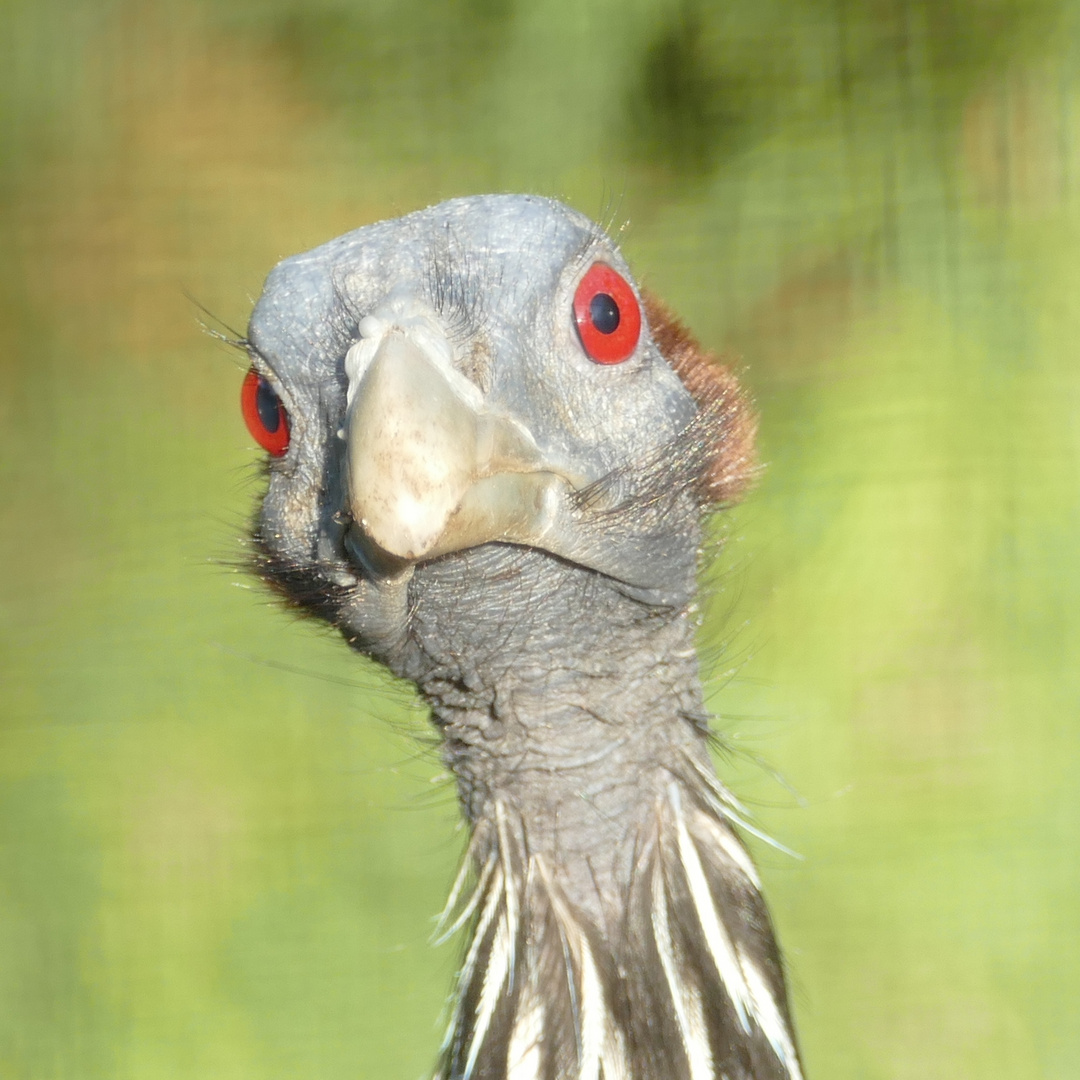 Geier-Perlhuhn im Kölner Zoo 