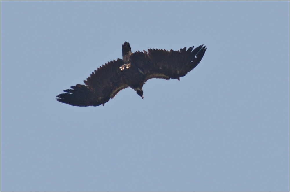 Geier Sturzflug