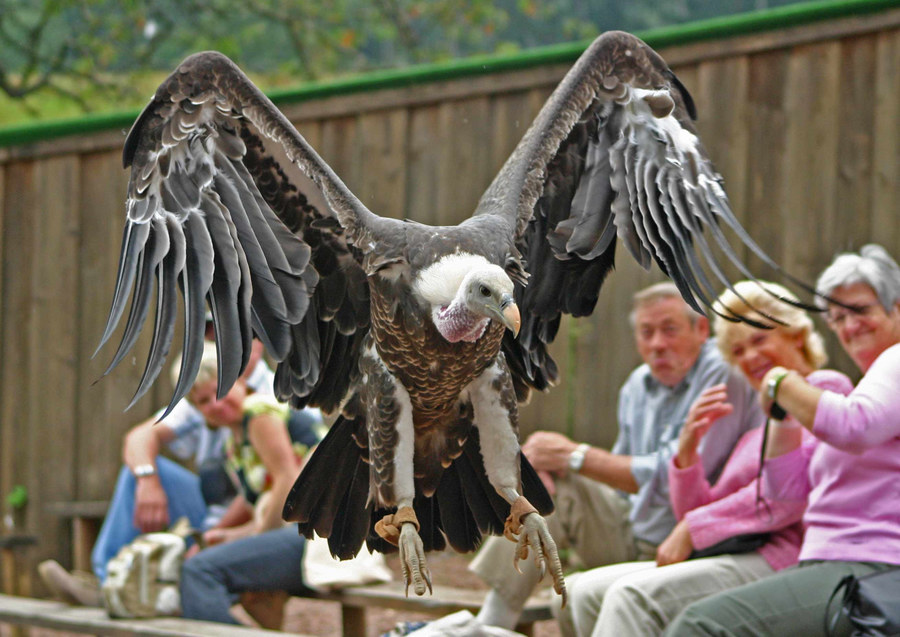 Geier Sturzflug