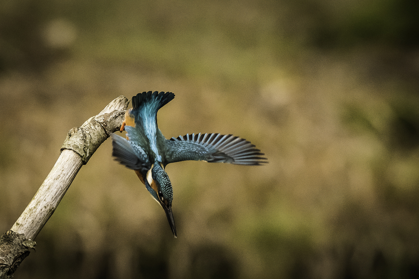 Geier Sturzflug ;-))