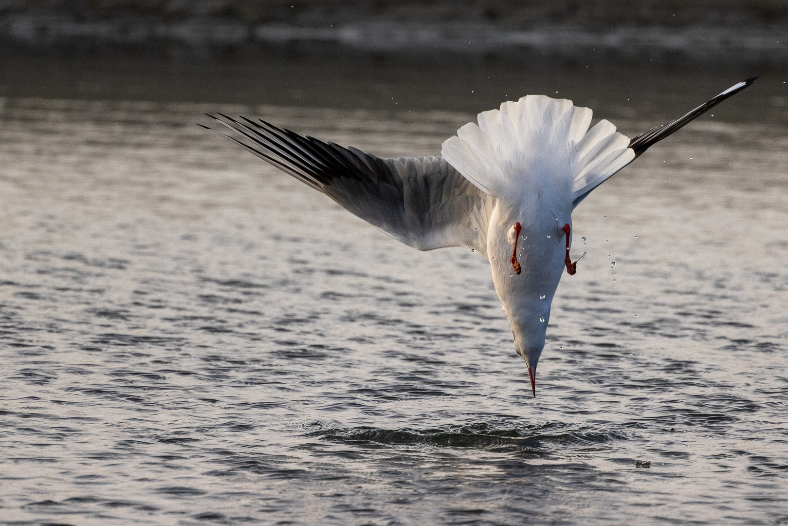 "Geier"-Sturzflug