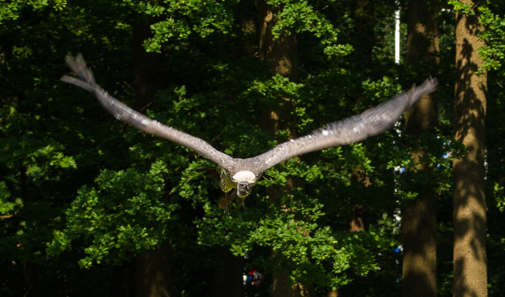 Geier Sturzflug