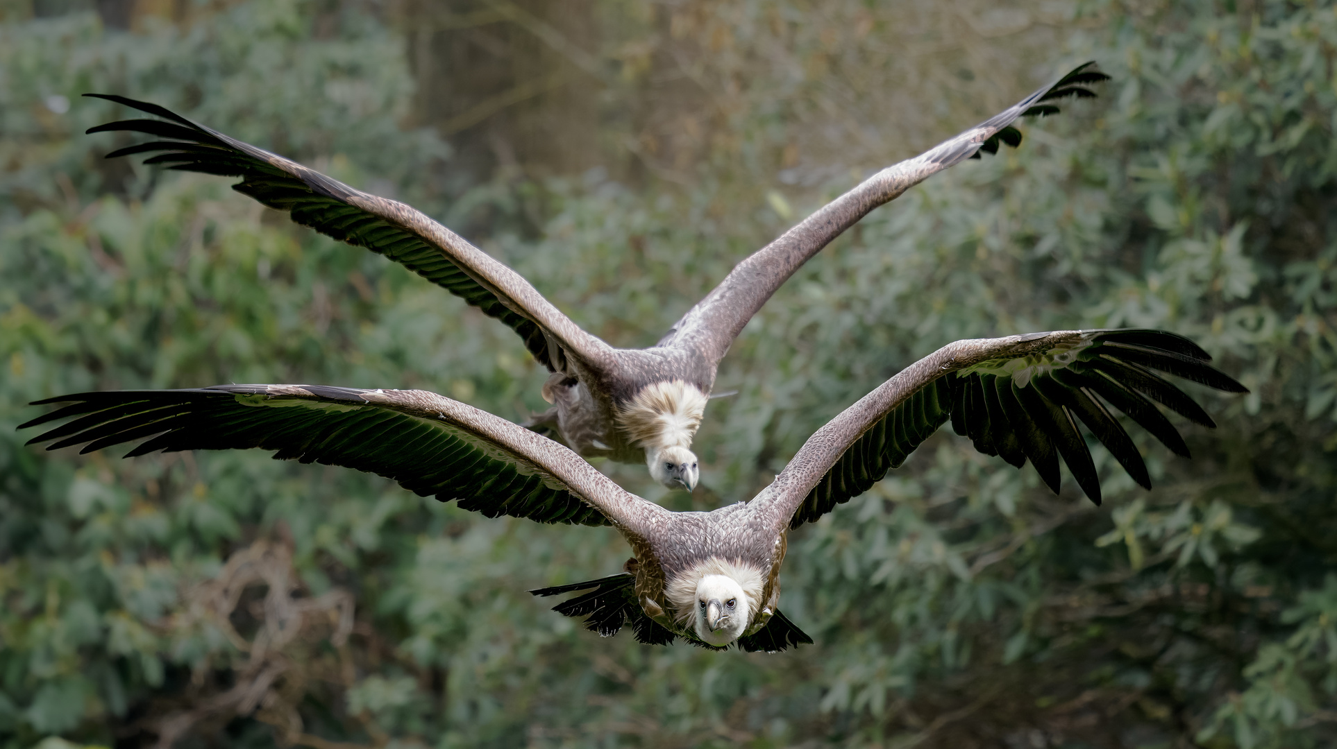 Geier Sturzflug