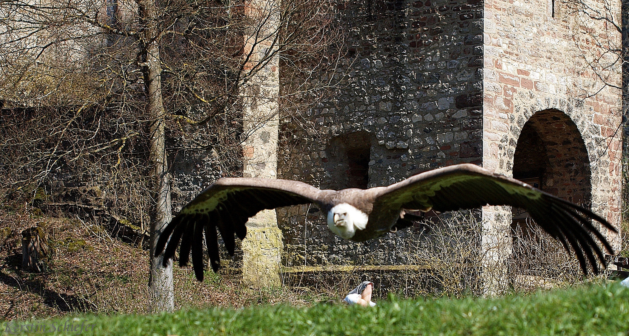 Geier Sturzflug   =)