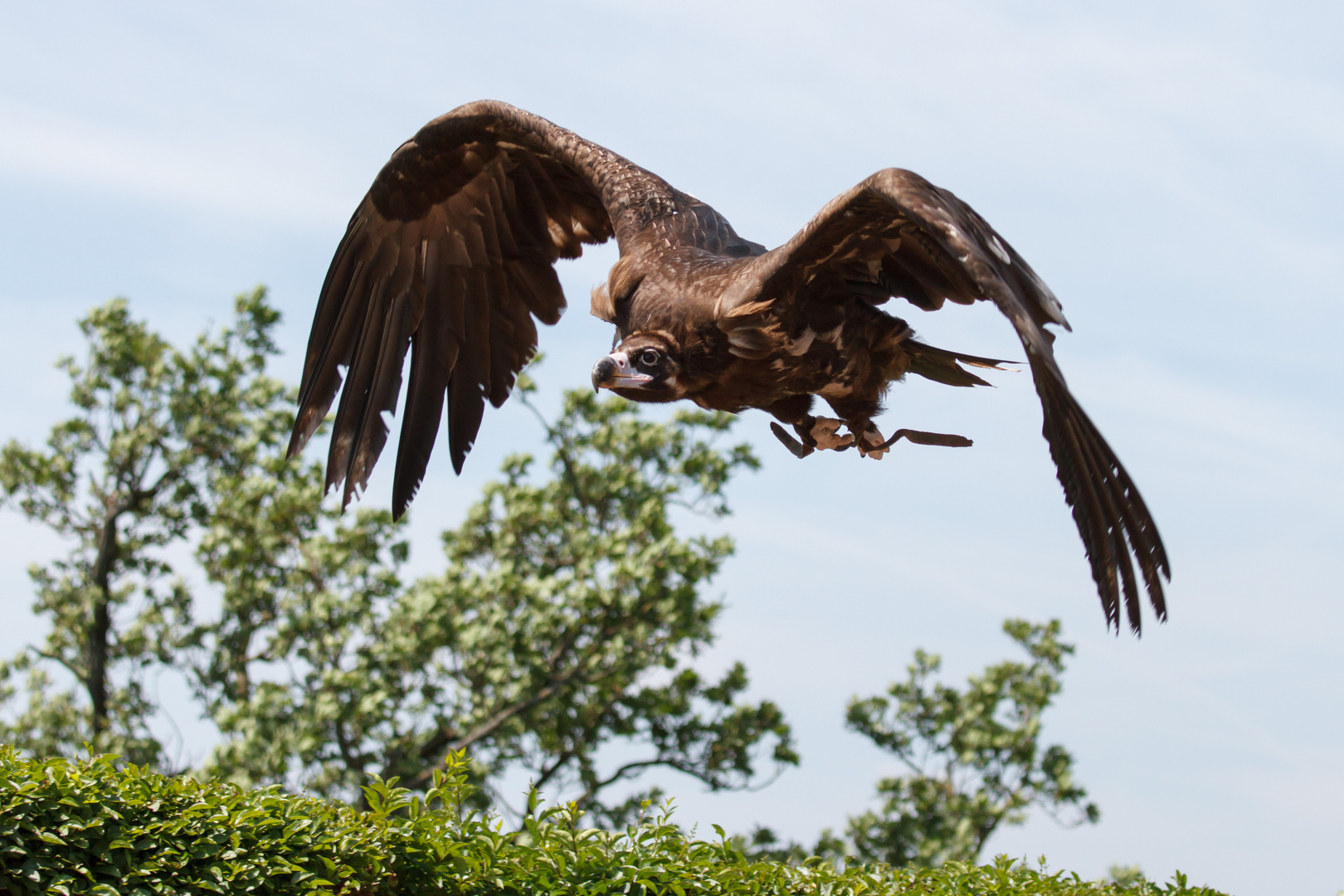 Geier Sturzflug