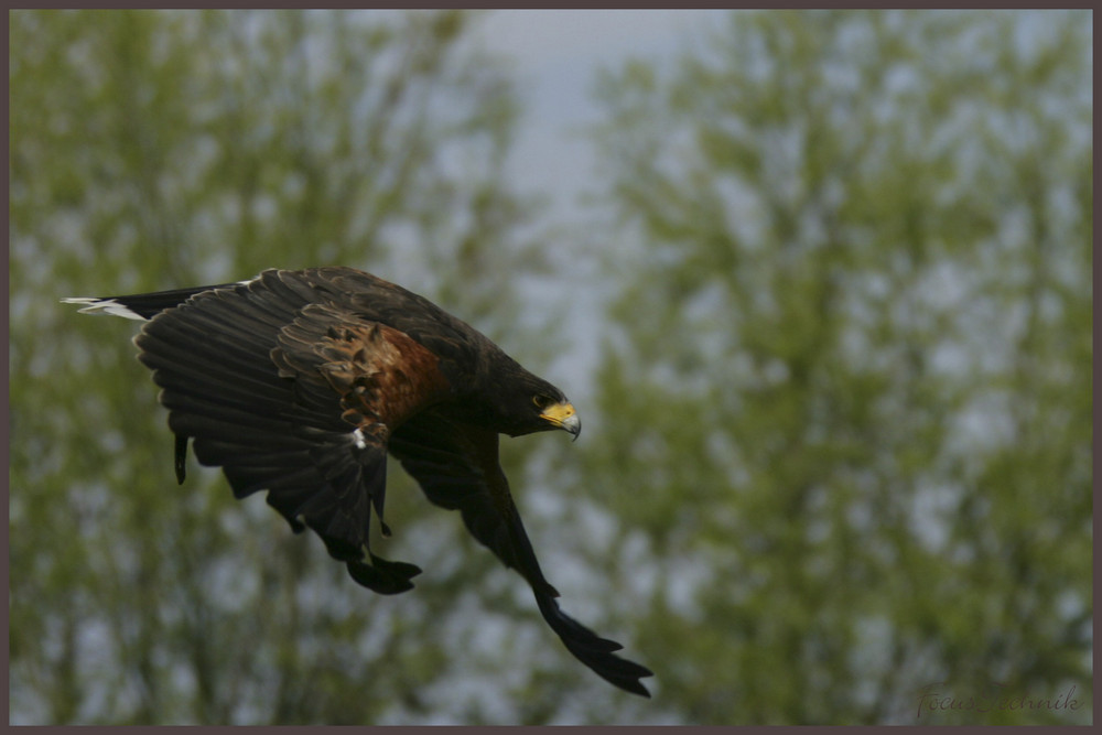 Geier Sturzflug