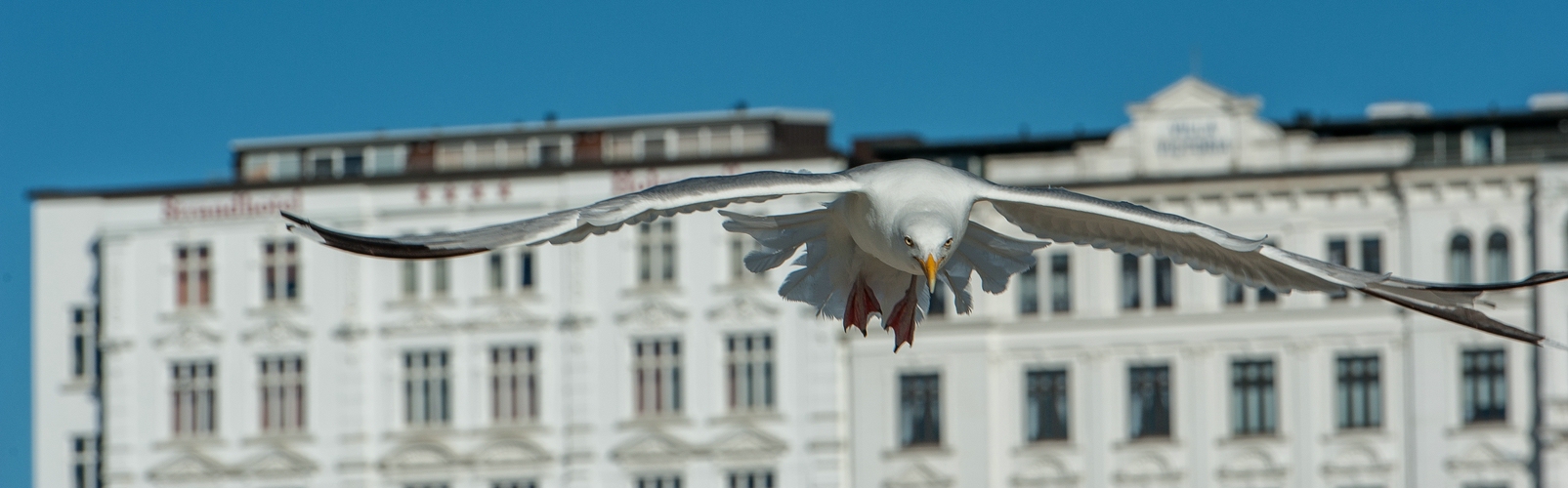 Geier Sturzflug