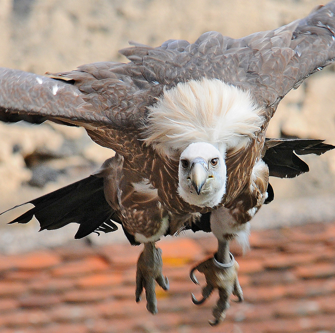 Geier Sturzflug