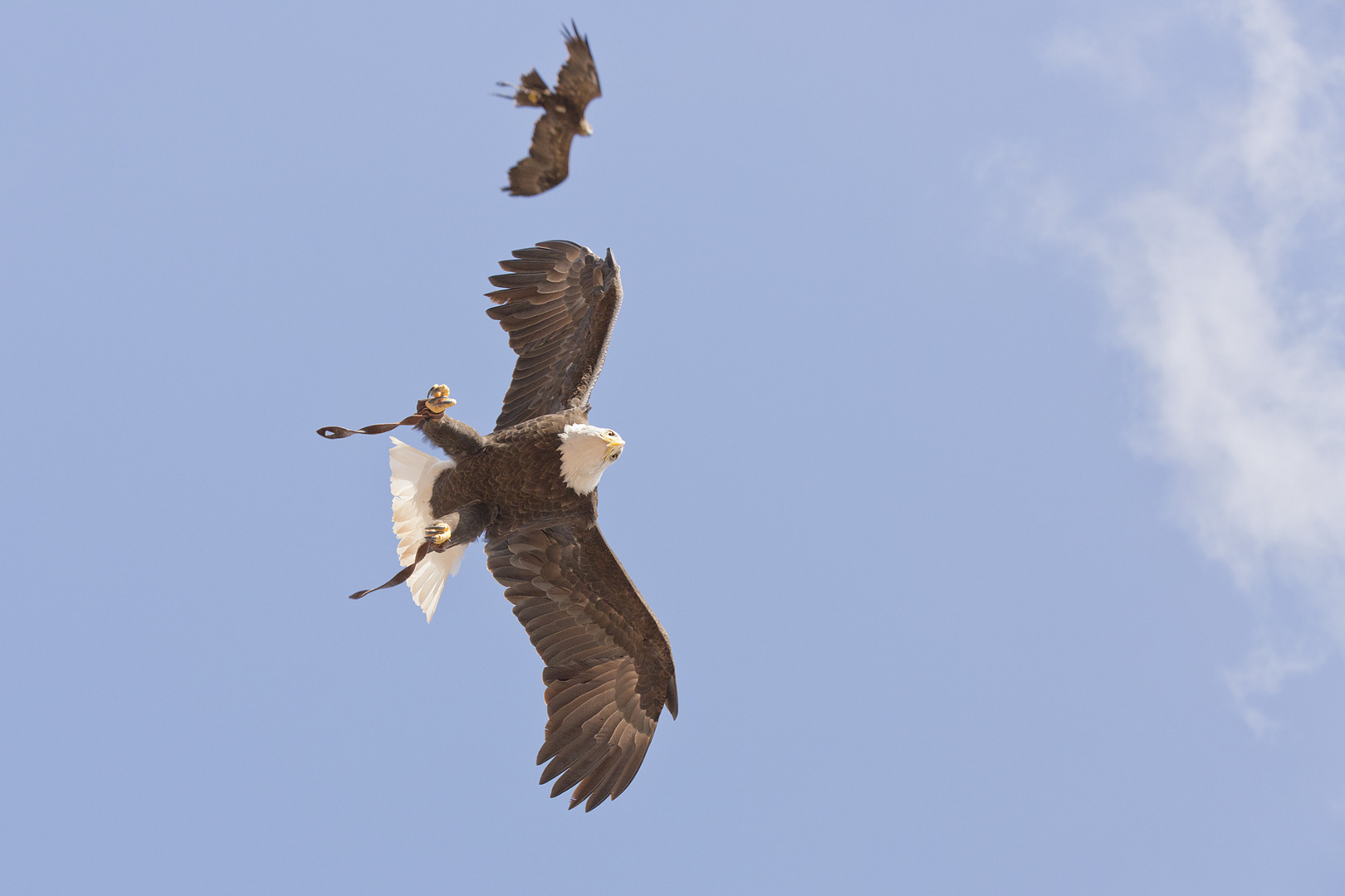 Geier sturzflug