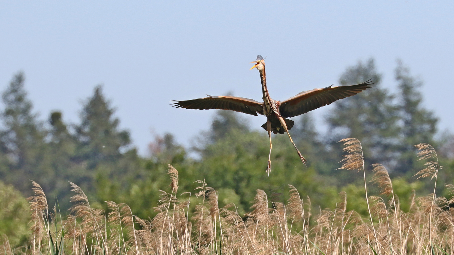 Geier Sturzflug