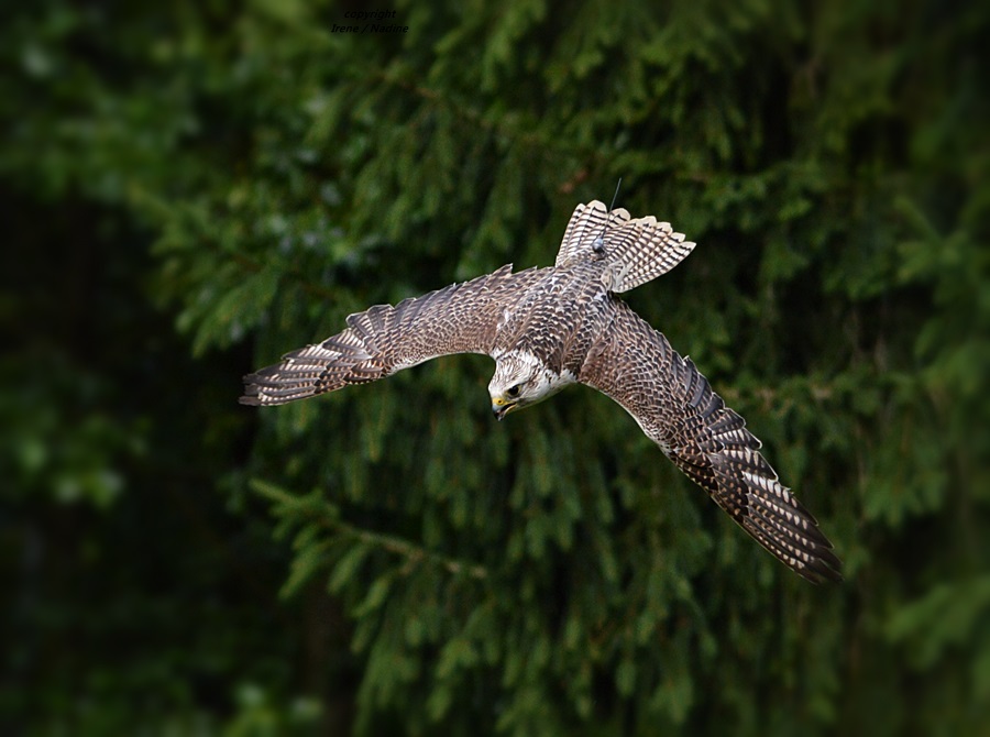 Geier Sturzflug !!!