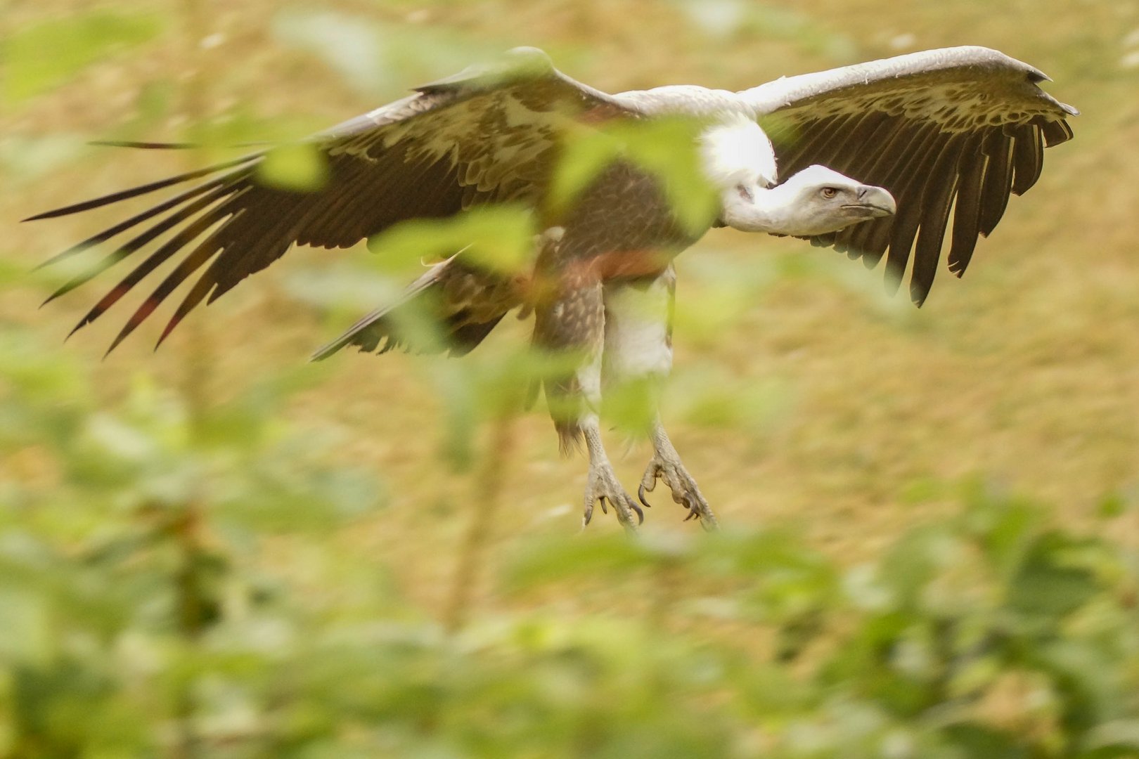 Geier Sturzflug